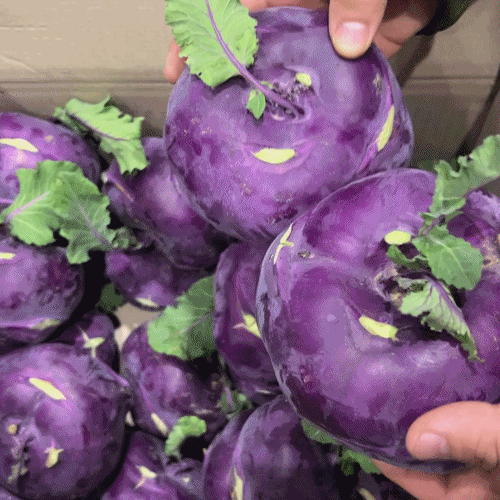 [프레쉬봄] 국산 콜라비 (개)