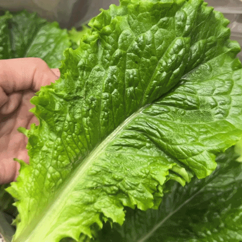 [프레쉬봄] 국산 청상추 (봉)