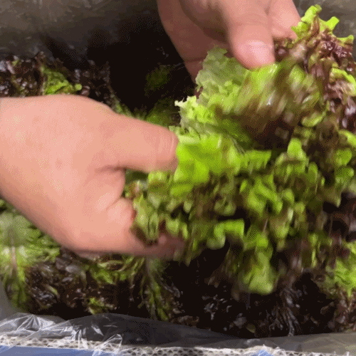 [프레쉬봄] 국산 꽃상추 (봉)