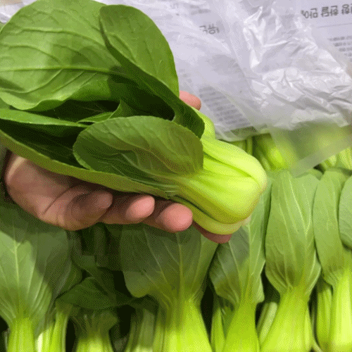 [프레쉬봄] 국산 청경채(봉)