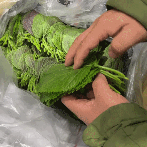 [프레쉬봄] 국내산 깻잎 (봉)