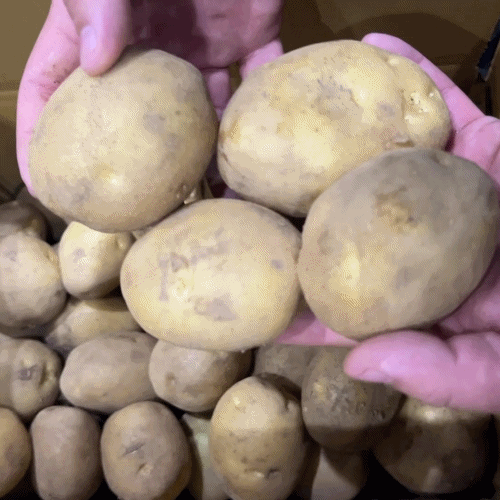 [프레쉬봄] 국내산 감자