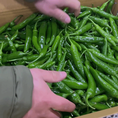 [프레쉬봄] 국내산 청양고추