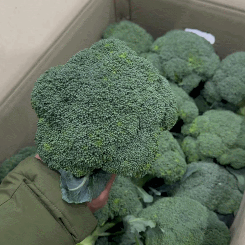 [프레쉬봄] 국내산 브로콜리 (송이)
