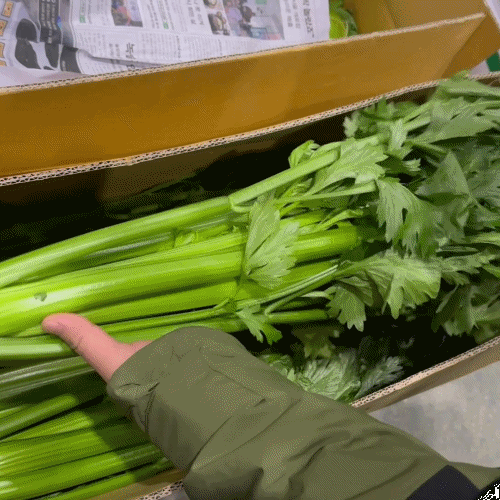 [프레쉬봄] 국내산 샐러리 (단)