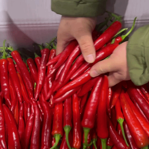 [프레쉬봄] 국내산 홍고추 (봉)