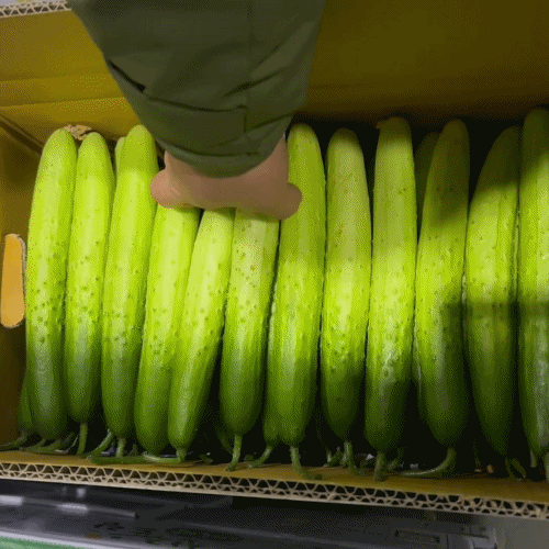 [프레쉬봄] 국내산 백다다기 오이 (개)