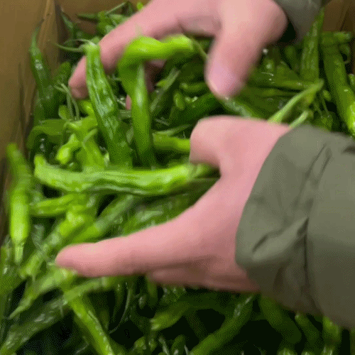 [프레쉬봄] 국내산 꽈리고추 (봉)