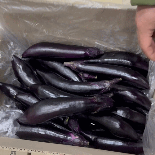 [프레쉬봄] 국내산 가지 (개)