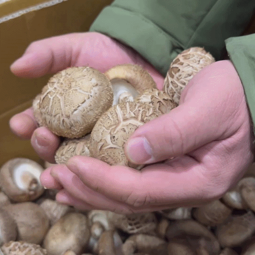 [프레쉬봄] 국내산 생 표고버섯