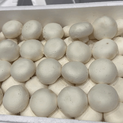 [프레쉬봄] 국내산 양송이버섯 (팩)