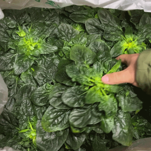 [프레쉬봄] 국내산 섬초 (단)