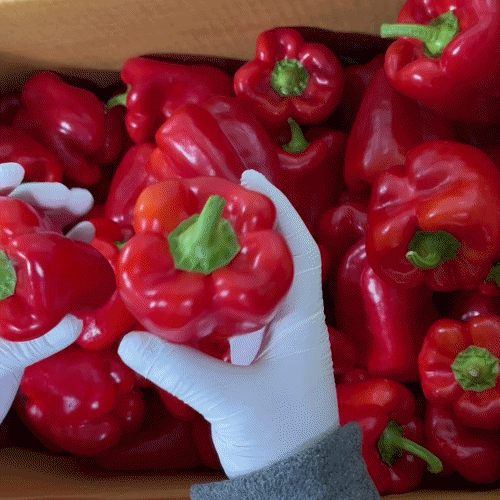 [프레쉬봄] 국내산 홍피망 (개)