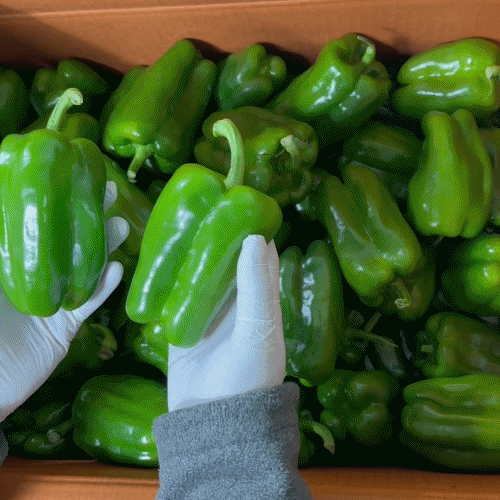 [프레쉬봄] 국내산 청피망 (개)