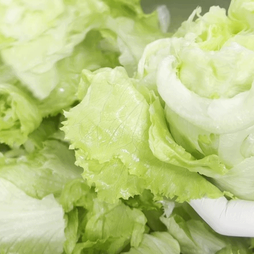 [프레쉬봄] 국내산 양상추 (통)