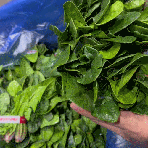 [프레쉬봄] 국내산 시금치 (단)