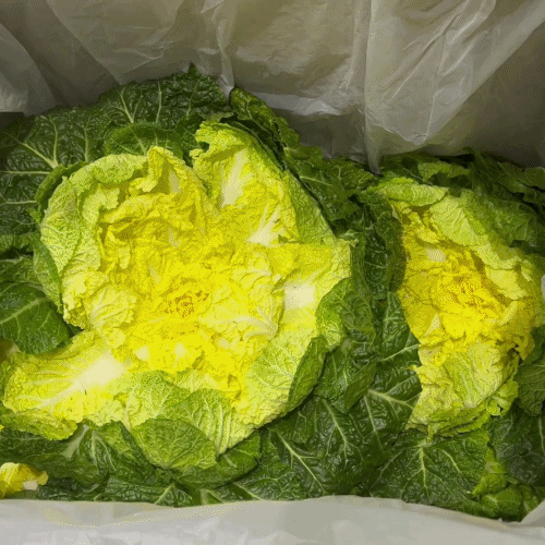 [프레쉬봄] 국내산 봄동