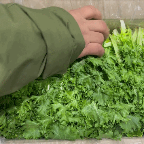 [프레쉬봄] 국산 치커리(봉)